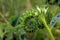 Flowers of the scorpiontail weed, Phacelia crenulata