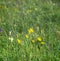 Flowers of Scorzonera hispanica, black salsify, Spanish salsify close up on a meadow