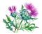 Flowers of Scotch tristle over white background. Generative AI watercolor illustration