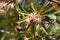 Flowers of a sea mango, Cerbera manghas