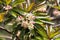 Flowers of a sea mango, Cerbera manghas