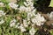 Flowers of Sedum album or White stonecrop. General view of group of flowering plants