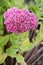 Flowers of the sedum or Orpine, Livelong hylotelephium Matrona. Summer Flower Heads of the Perennial Succulent - hylotelephium M