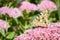 Flowers of the sedum or Orpine, Livelong hylotelephium Matrona. Summer Flower Heads of the Perennial Succulent - hylotelephium M