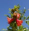 Flowers and seed capsules of a Roseship Bush in Portugal against a deep blue background of sky.