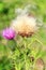 Flowers and seeds of Carduus