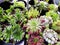 Flowers Sempervivum tectorum - perennial herbaceous plants
