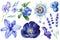 Flowers set on isolated background. Watercolor illustrations. Blue tulip, lavender, lily, passionflower and blueberries