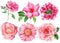 Flowers set. roses, gerbera, verbena on a white background. Watercolor botanical illustration