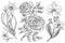 Flowers set, roses with leaves and buds and daffodil and orchid. Wedding botanical garden or plant. Vector illustration