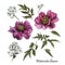 Flowers set of watercolor purple peonies and white jasmine