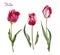 Flowers set of watercolor tulips