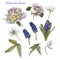 Flowers set of watercolor white peonies, anemones, blue muscari and leaves