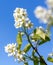 Flowers on a shadberry tree against a blue sky in spring. Close-up