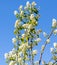 Flowers on a shadberry tree against a blue sky in spring. Close-up