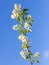 Flowers on a shadberry tree against a blue sky in spring. Close-up