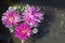 Flowers in the shape of a heart. pink asters float in the water