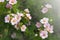 Flowers of the shrub Dasiphora fruticosa. Use of the Potentilla plant in landscape design. Floral background