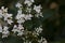 The flowers of the shrub Viburnum tinus 'Gwenllian' flowering in February