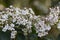 The flowers of the shrub Viburnum tinus 'Gwenllian' flowering in February