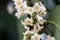 The flowers of the shrub Viburnum tinus 'Gwenllian' flowering in February at the end of winter