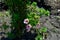 Flowers shrubby Potentilla lovely pink.