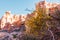 Flowers and shrubs against the background of a mountain landscape. Kazakhstan, Charyn Canyon.