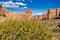 Flowers and shrubs against the background of a mountain landscape. Kazakhstan, Charyn Canyon.