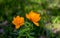 Flowers of Siberia of Frying orange