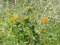 Flowers of Siberia of Frying orange