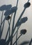 Flowers silhouette behind white transparent paper, shadows from plants