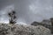 Flowers silhouette edelweiss tofane dolomites mountains panorama