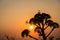 Flowers silhouette over a dramatic sunset