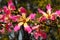 Flowers of the Silk Floss Tree