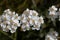 Flowers of simple leaved milfoil Achillea moschata