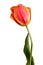 Flowers, single tulip isolated on a white