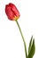 Flowers, single tulip isolated on a white background