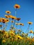 Flowers and sky contrast