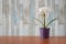 Flowers in small pots on a table