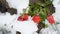 Flowers and snow. Unexpectedly  snow covered blooming flowers, north of Israel