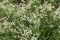 Flowers of snow-white wood-rush plants, Luzula nivea