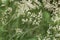 Flowers of snow-white wood-rush plants, Luzula nivea