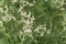 Flowers of snow-white wood-rush plants, Luzula nivea