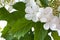 Flowers of snowball tree (Viburnum opulus) on white background
