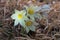 Flowers snowdrops in the woods in the grass,