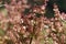 Flowers of the sorrel Rumex nervosus, in Ethiopia