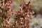 Flowers of the sorrel Rumex nervosus, in Ethiopia