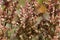 Flowers of the sorrel Rumex nervosus, in Ethiopia