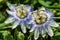 Flowers of the southern plant passionflower close up