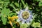 Flowers of the southern plant passionflower close up